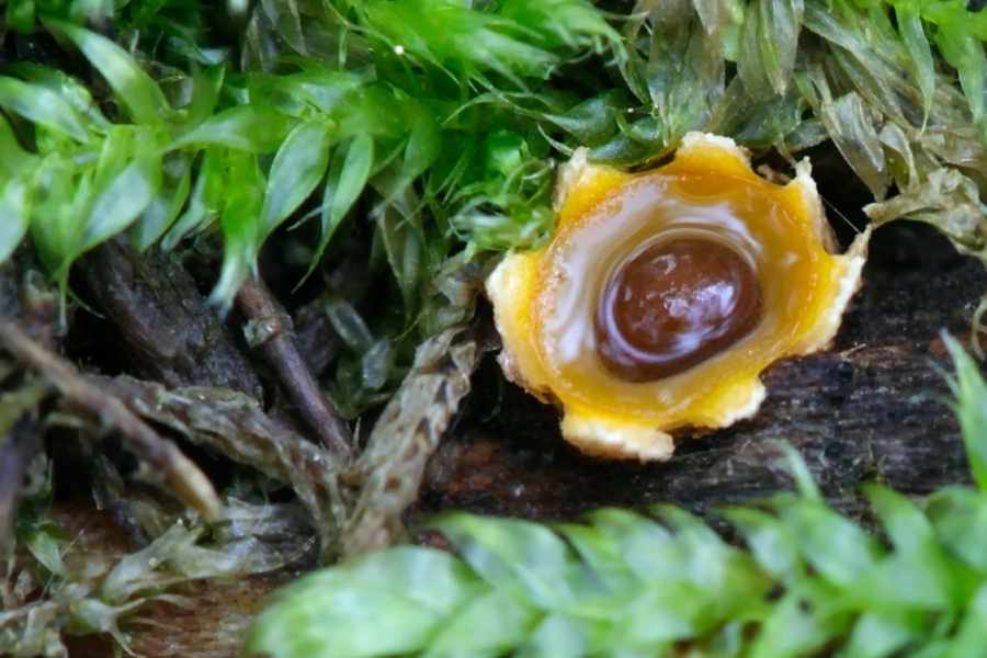 Artillery Fungus Identification and Prevention