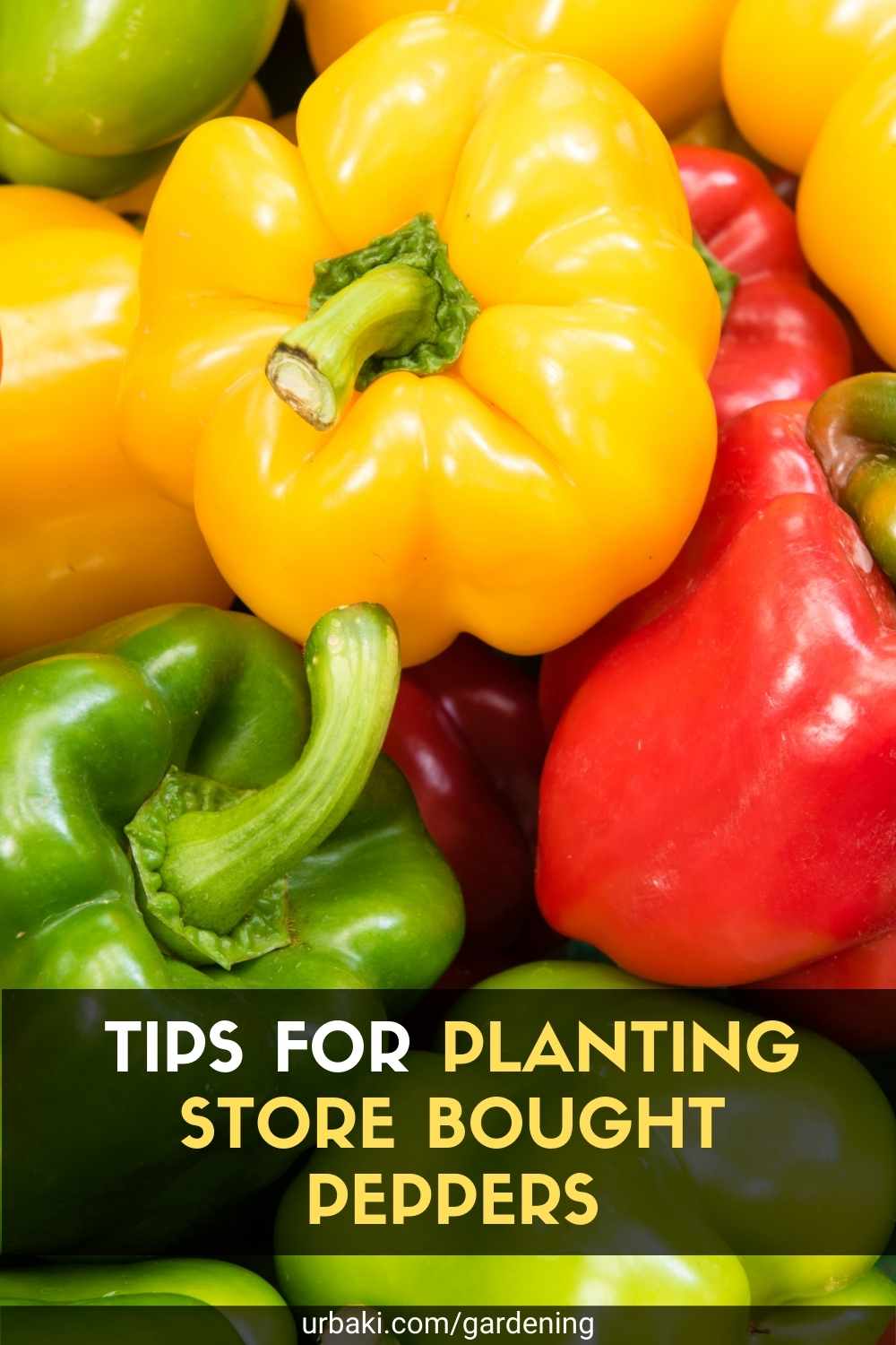 Tips For Planting Store Bought Peppers