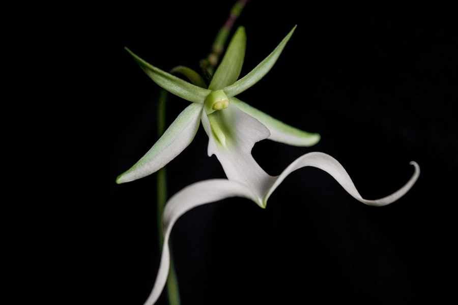 holy ghost orchid facts