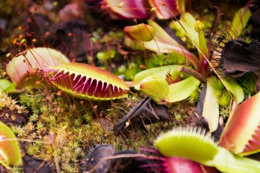 How to Grow A Carnivorous Plant Garden Outside