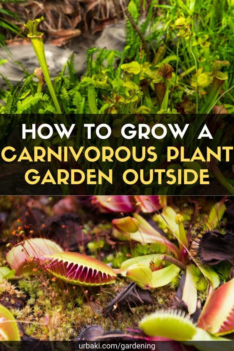 How to Grow A Carnivorous Plant Garden Outside