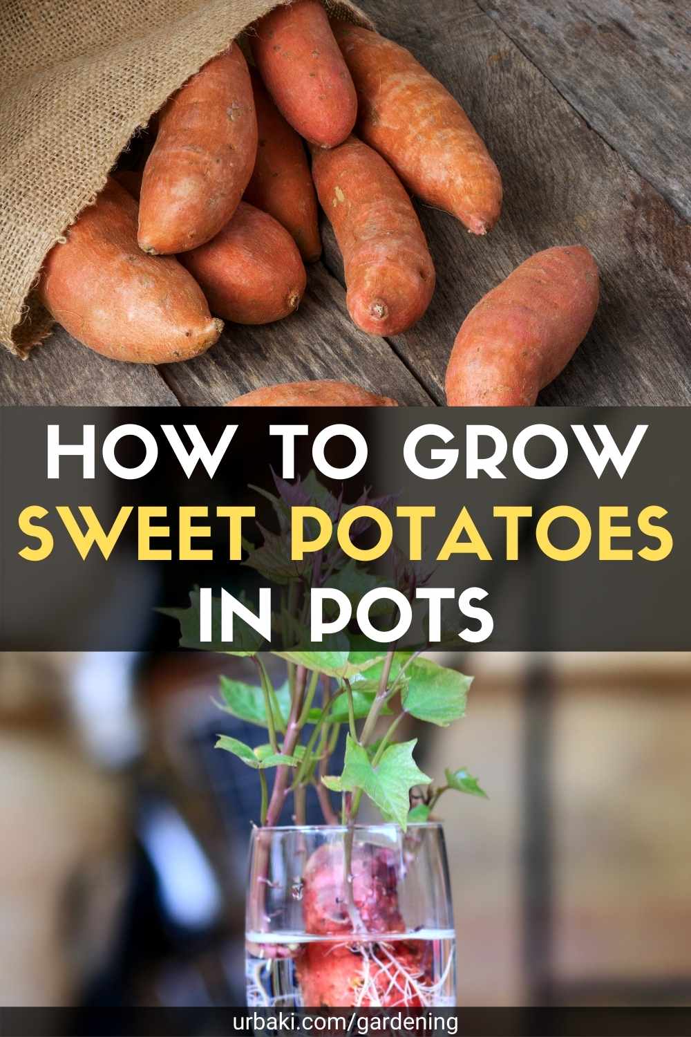 How to Grow Sweet Potatoes in Pots