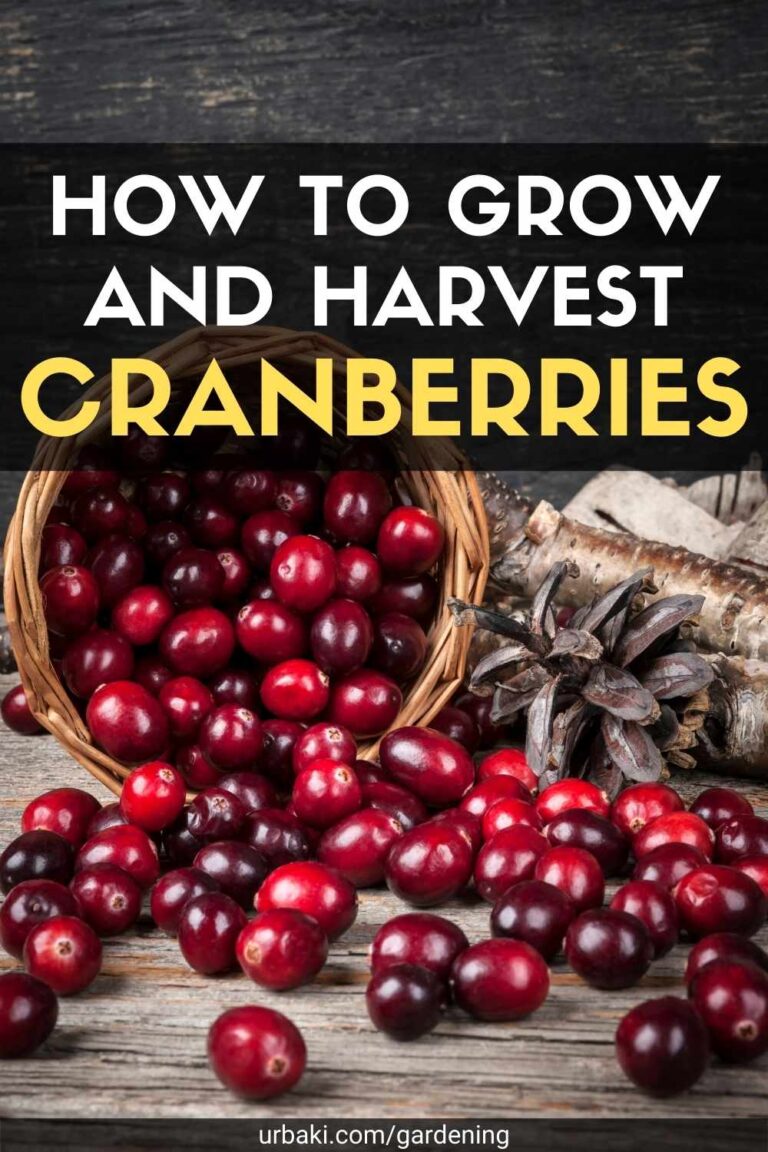How to Grow and Harvest Cranberries