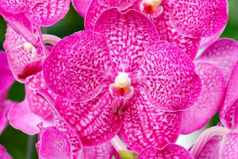 Learn How to Grow Vanda Orchids Indoors