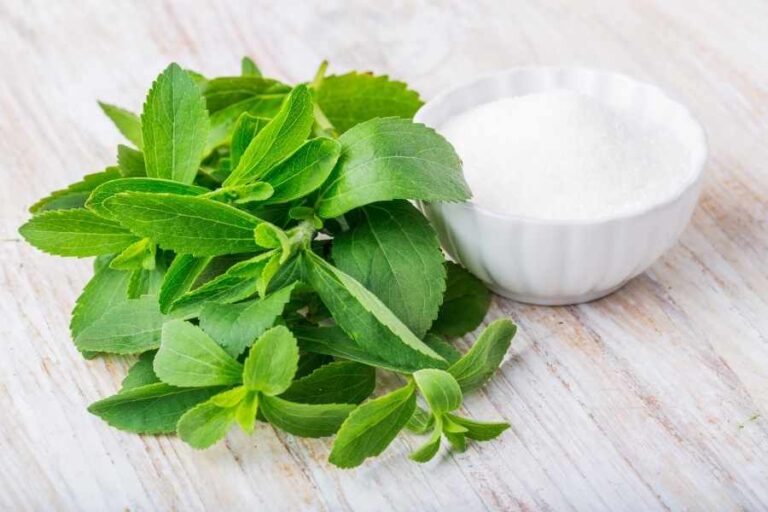 Stevia Growing Guide of The Best Sugar Replacement