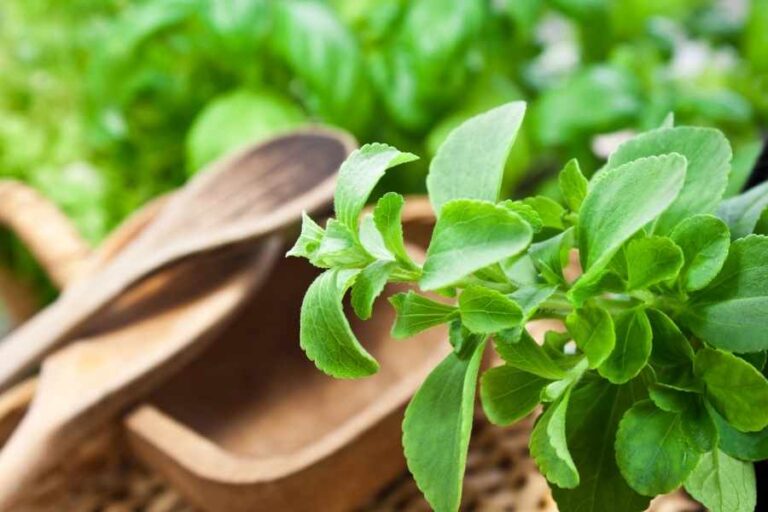 Stevia Growing Guide of The Best Sugar Replacement