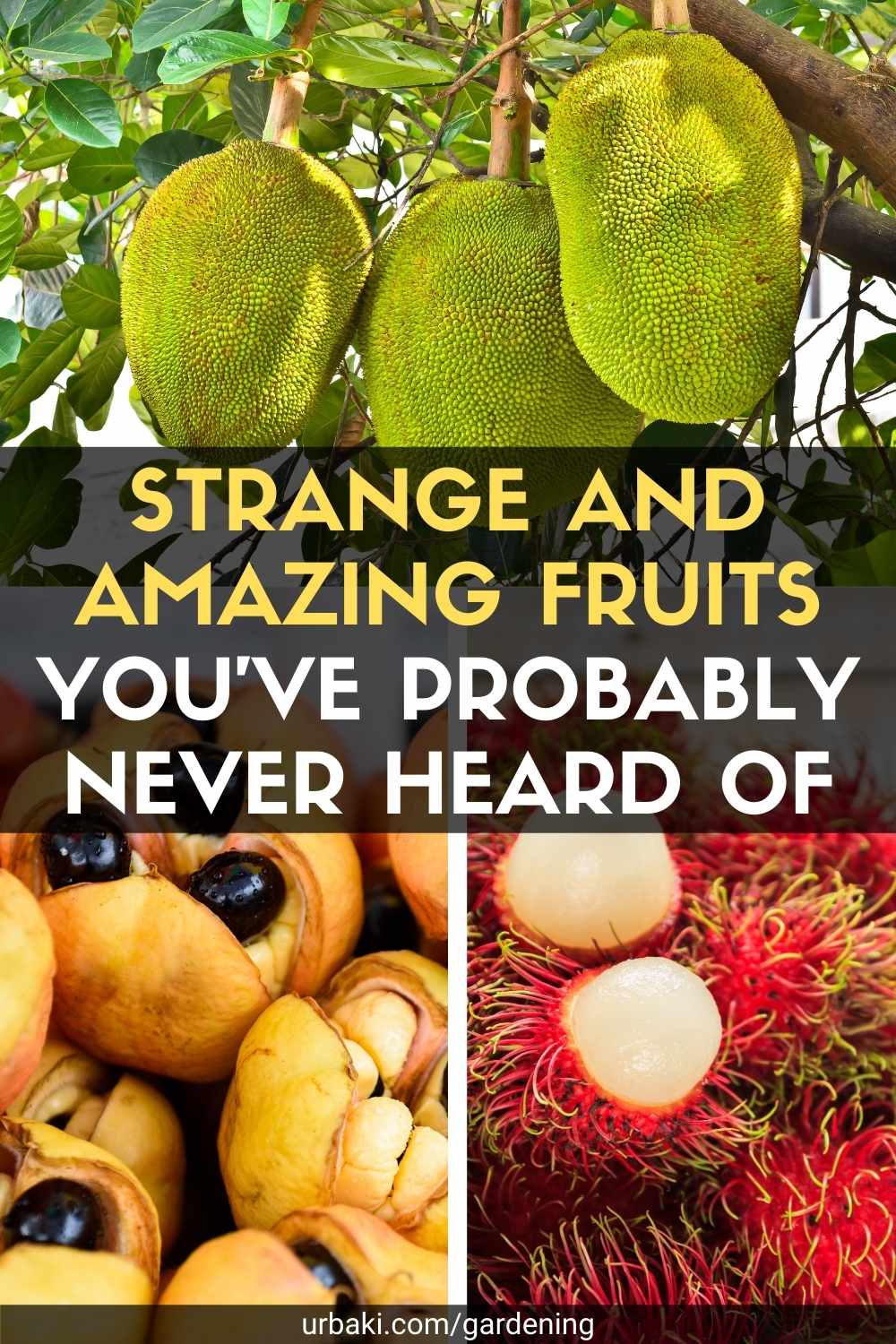 Strange and Amazing Fruits You've Probably Never Heard Of