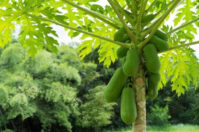 Growing Info And Care of Papaya Fruit Trees