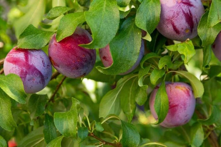 Growing Plums The Complete Guide