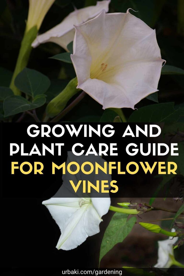 Moonflower Planting Instructions Moonflower Planting Instructions