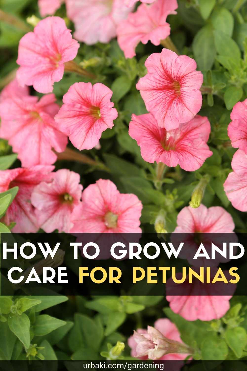 How to Grow and Care for Petunias