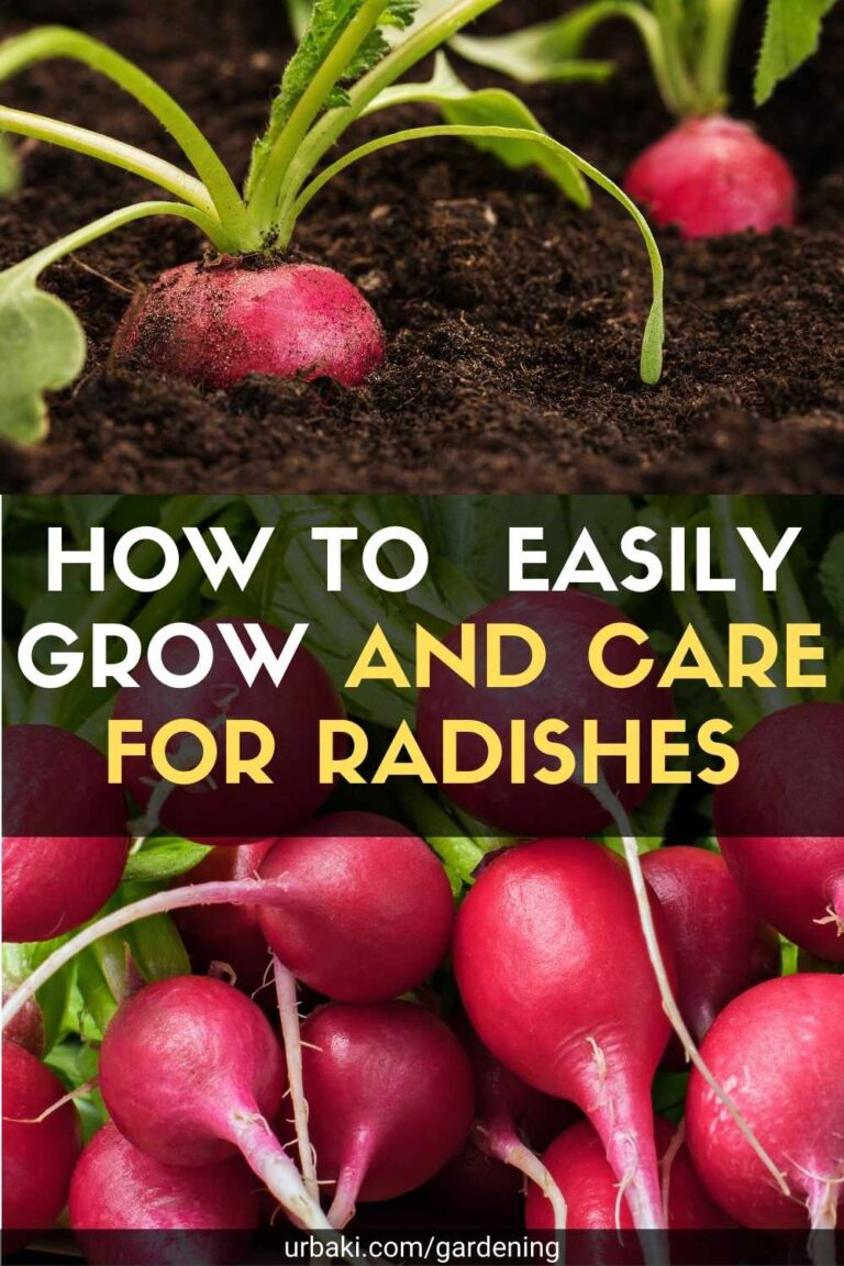 How to Easily Grow and Care for Radishes