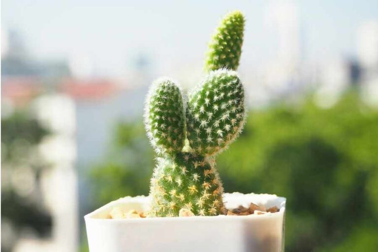 How to Grow and Care for the Bunny Ear Cactus