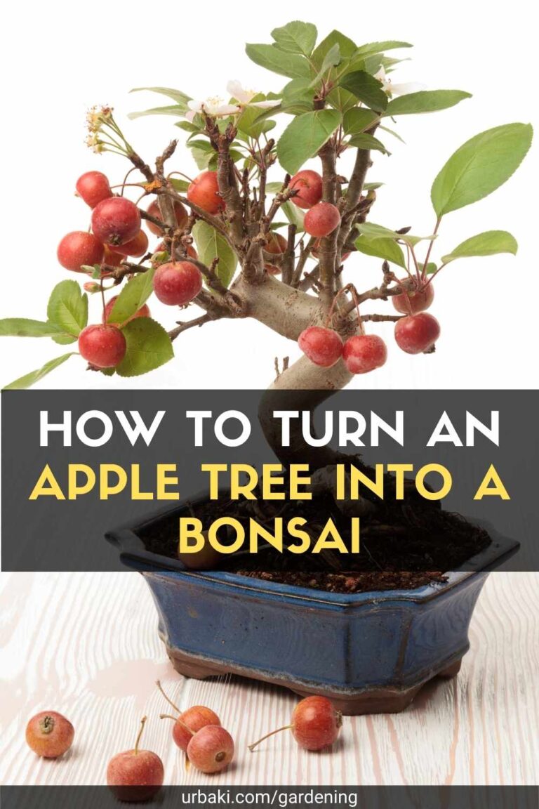 How to Turn an Apple Tree Into a Bonsai