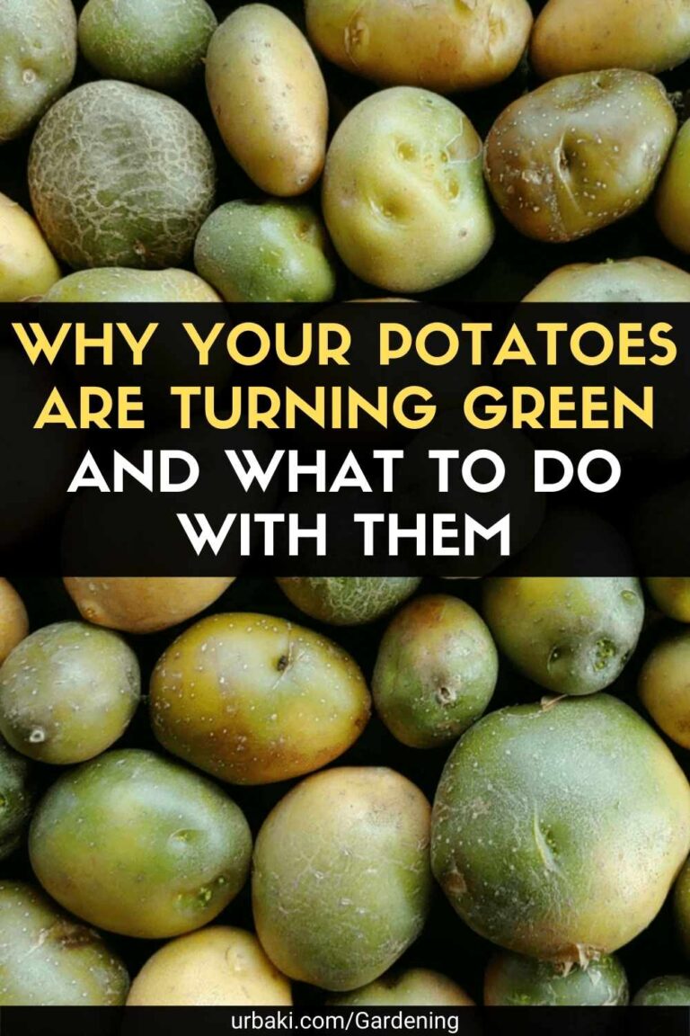 Why Your Potatoes are Turning Green and What to Do With Them