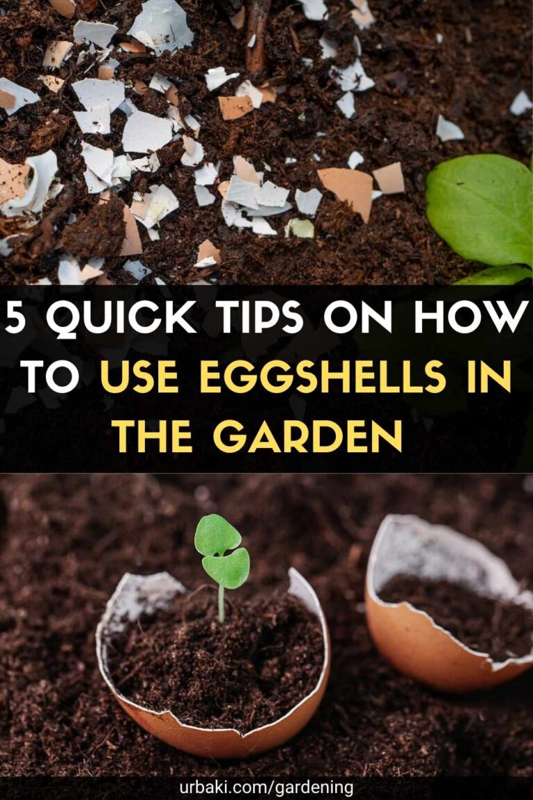5 Quick Tips on How to Use Eggshells in the Garden