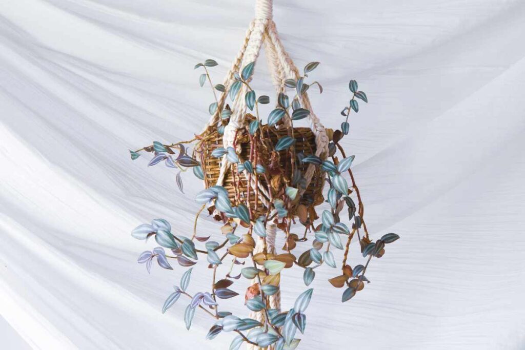 DIY Indoor Hanging Planters to Refresh Your Home