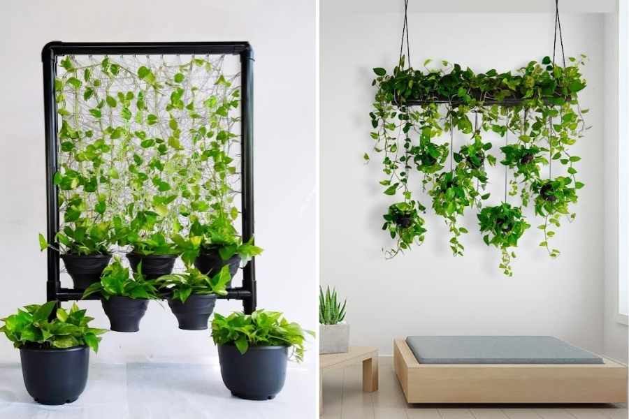 5 Money Plants Hanging Decoration Ideas For Any Space - Money Plant Indoor Decoration Ideas