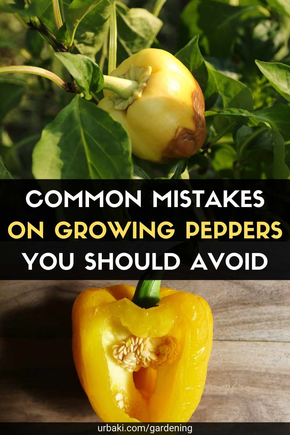 Common Mistakes On Growing Peppers You Should Avoid