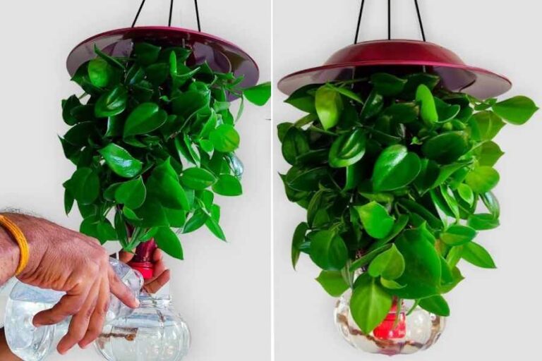 DIY Indoor Hanging Planters to Refresh Your Home