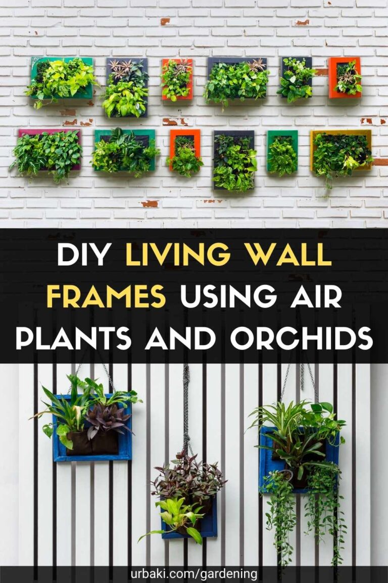 DIY Living Wall Frames Using Air Plants and Orchids