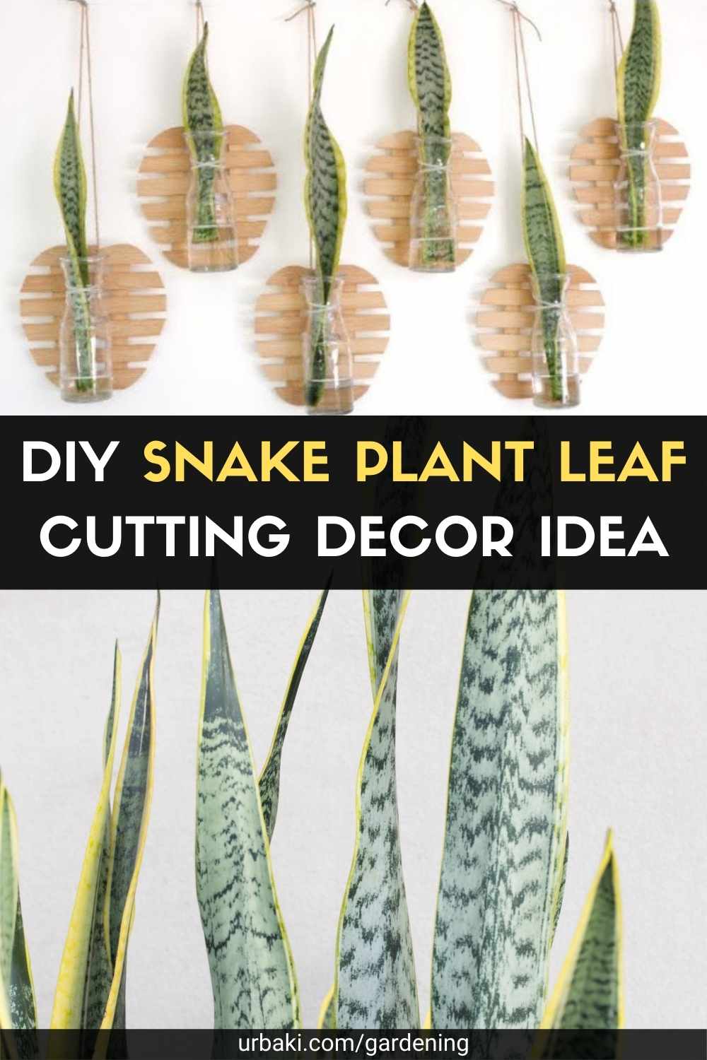 DIY Snake Plant Leaf Cutting Decor Idea