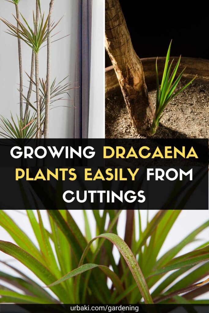 Growing Dracaena Plants Easily from Cuttings