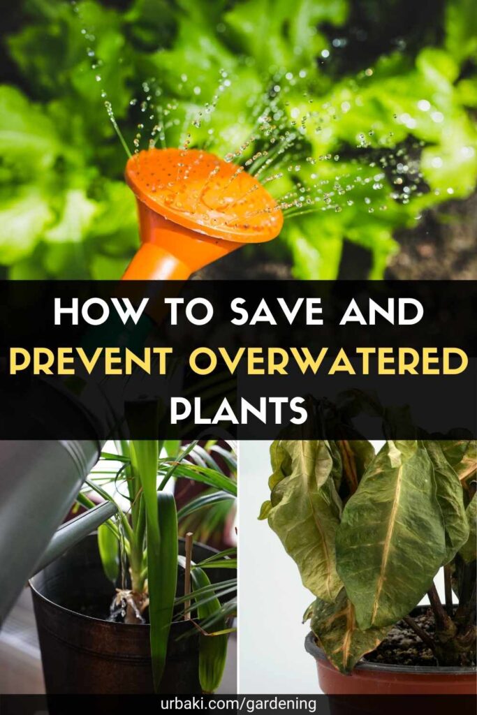 How to Prevent and Save Overwatered Plants
