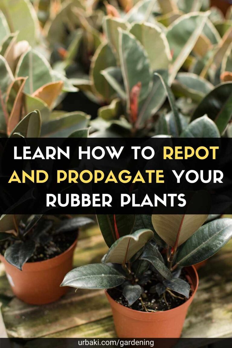 Learn How to Repot and Propagate Your Rubber Plants