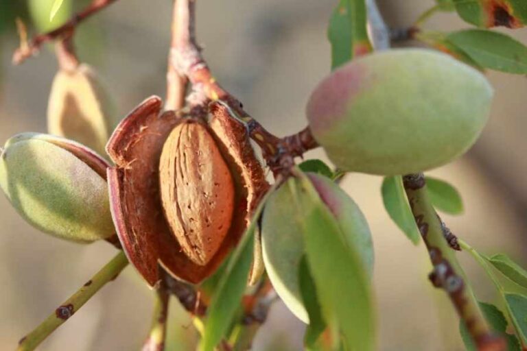 The Easiest Way to Grow Almond Trees from Seed
