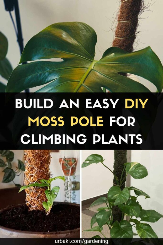 Build an Easy DIY Moss Pole for Climbing Plants