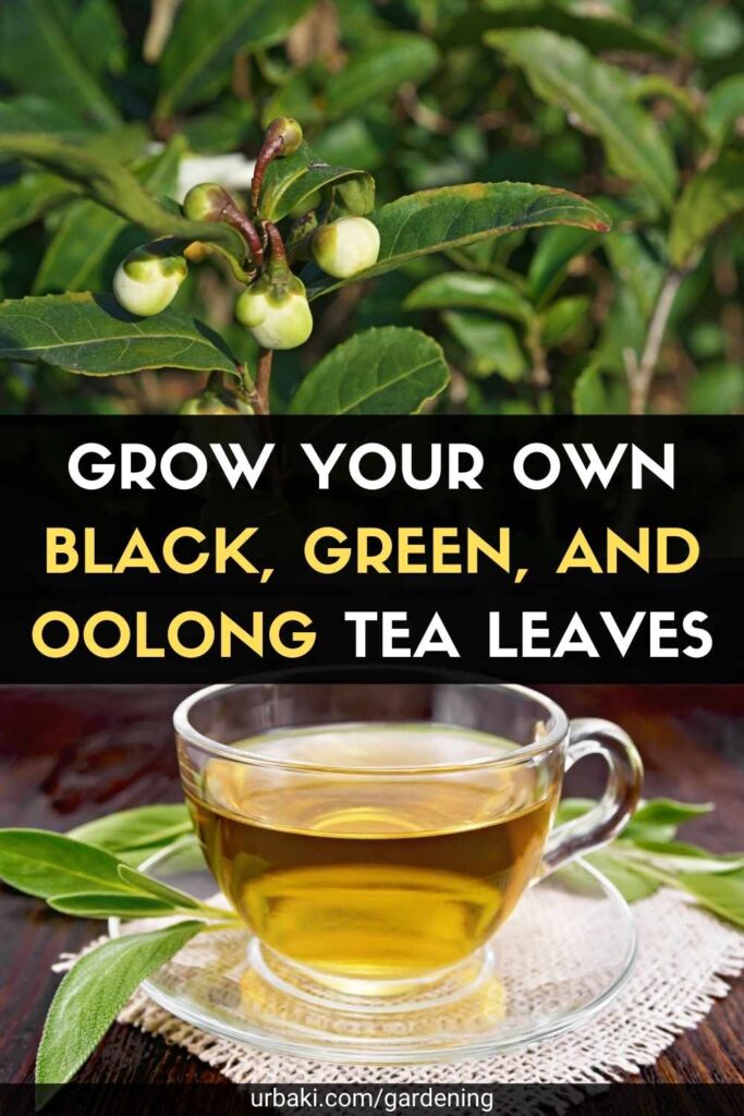 Grow Your Own Black, Green, and Oolong Tea Leaves