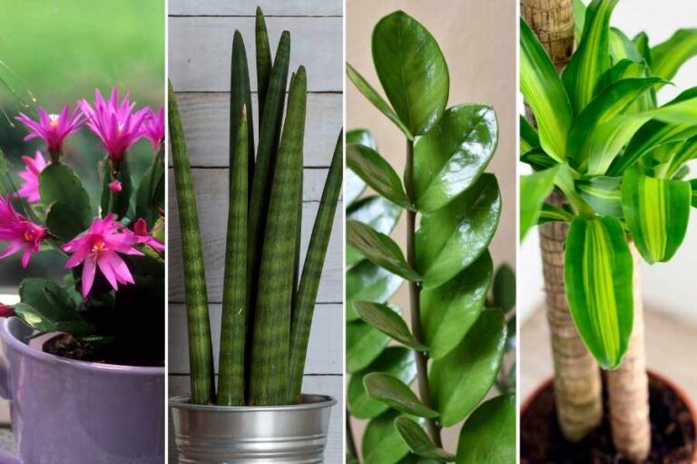 Houseplants That Are Impossible to Kill