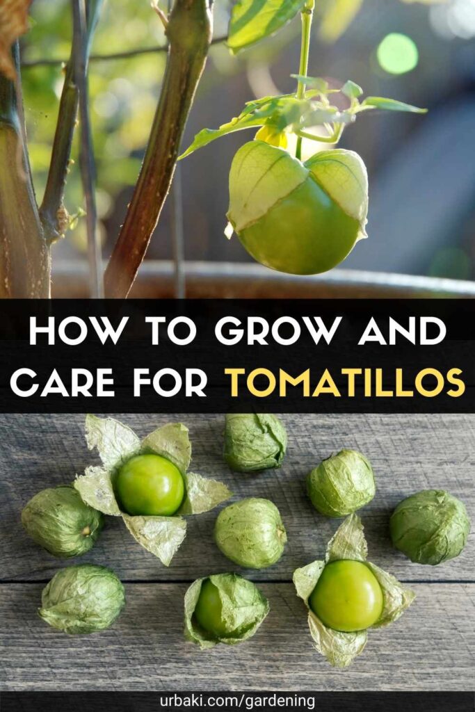 How to Grow and Care for Tomatillos