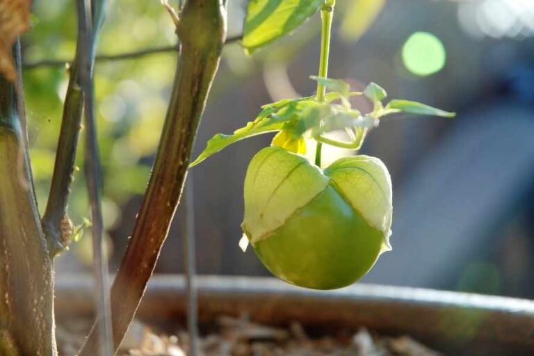 How to Grow and Care for Tomatillos