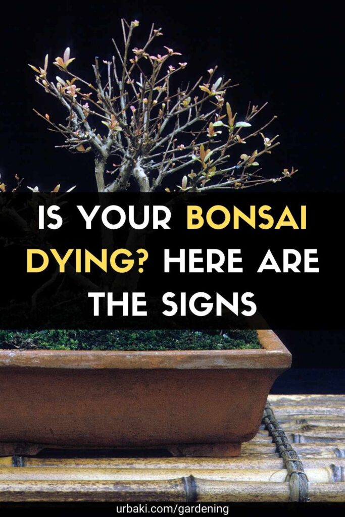 Is Your Bonsai Dying? Here Are The Signs
