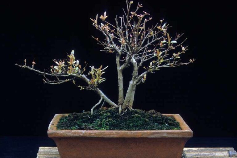 Is Your Bonsai Dying? Here Are The Signs