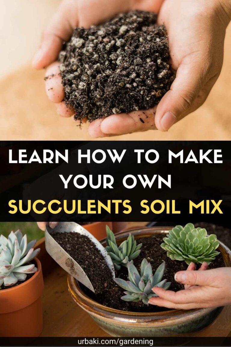Learn How to Make Your Own Succulents Soil Mix
