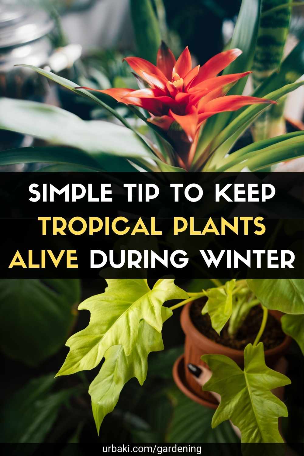 Simple Tip to Keep Tropical Plants Alive During Winter