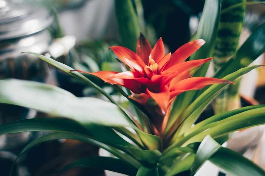 Simple Tip to Keep Tropical Plants Alive During Winter