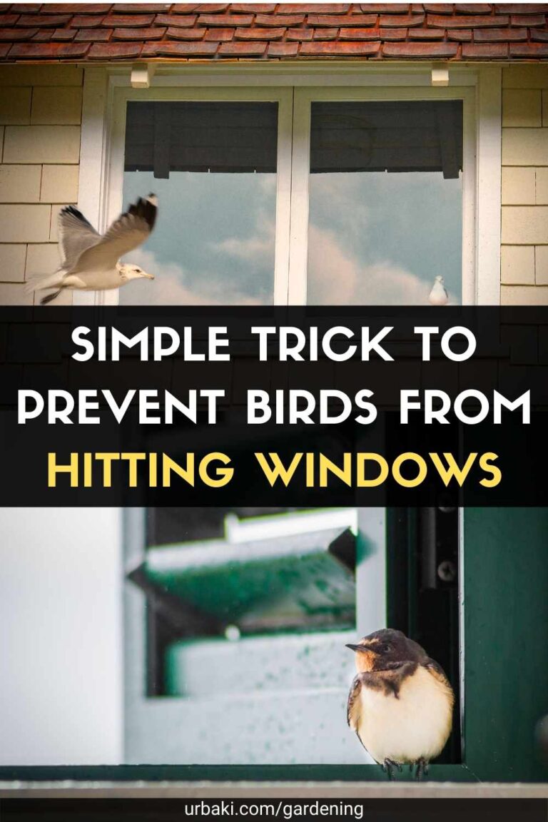 Simple Trick to Prevent Birds from Hitting Windows