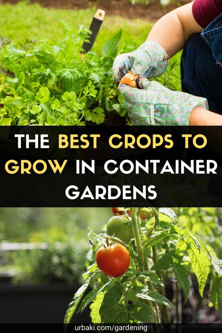 Ten Of The Best Crops To Grow In Containers – LDUVZ