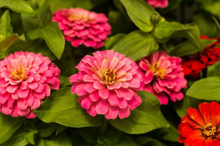 The Best Tips for Growing Beautiful Zinnias
