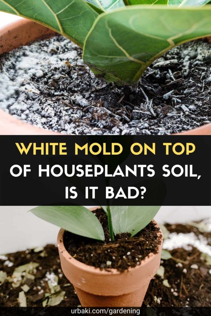 White Mold on Top of Houseplants Soil, Is It Bad?