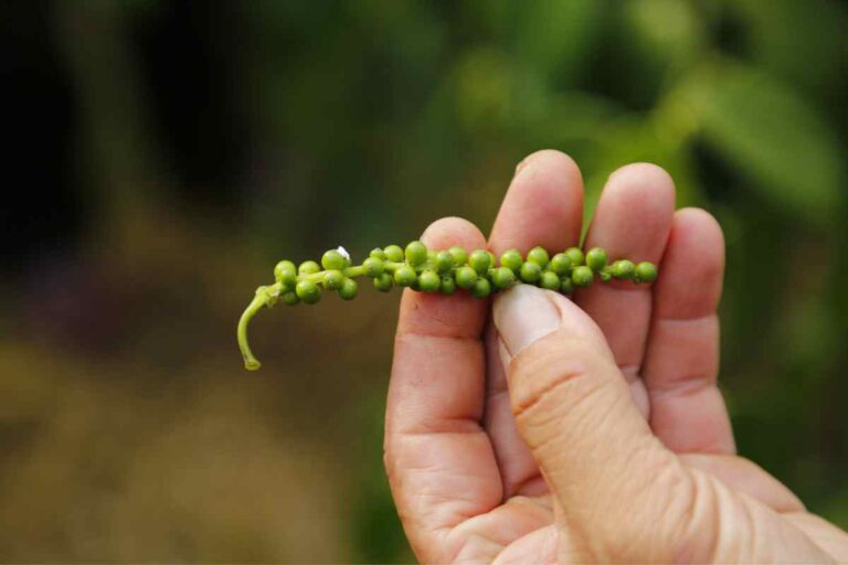 Learn How to Grow Black Pepper (Piper Nigrum)