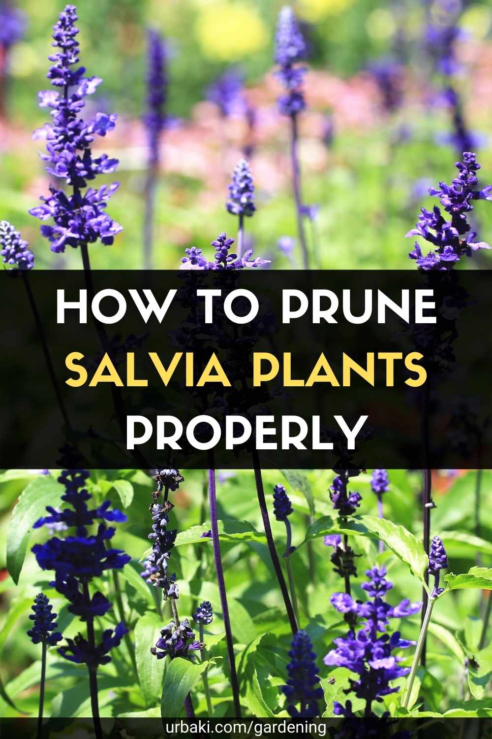 How to Prune Salvia Plants Properly