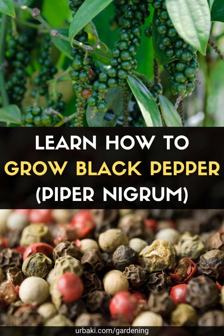 Learn How to Grow Black Pepper (Piper Nigrum)