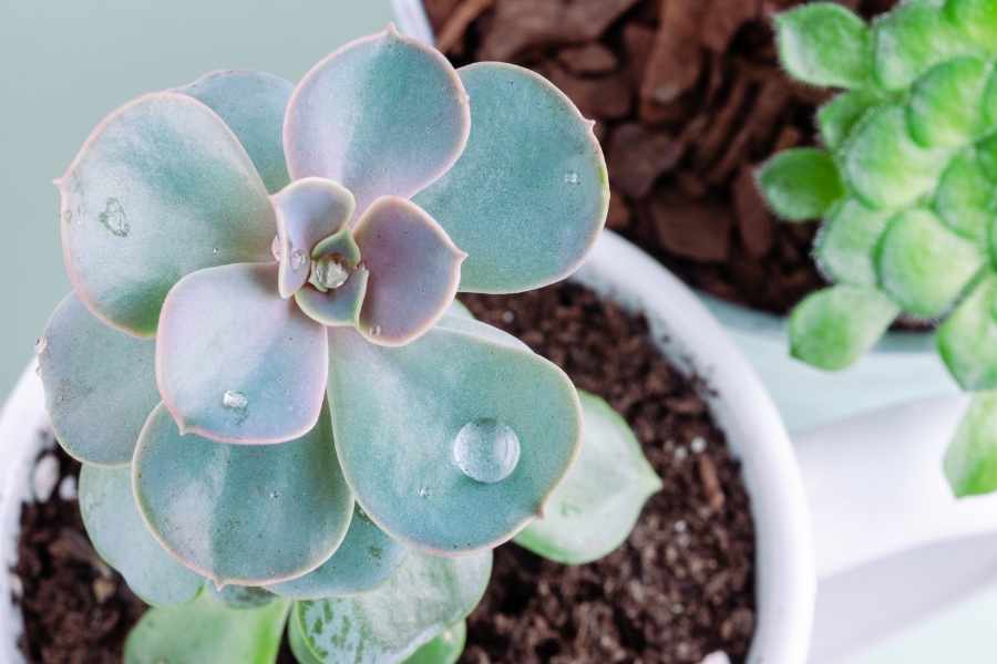 How Do You Revive an Underwatered Succulent?