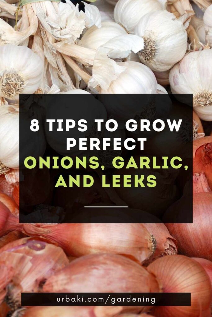 8 Tips to Grow Perfect Onions, Garlic, and Leeks