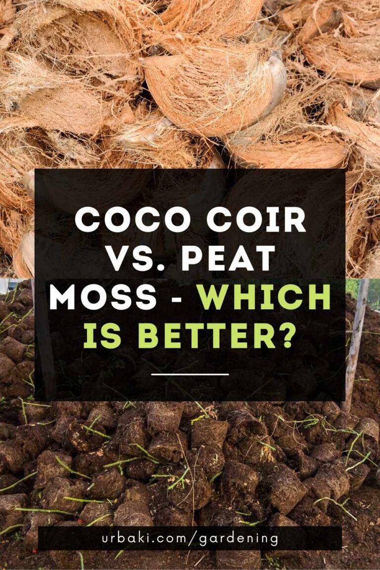 Coco Coir Vs. Peat Moss Which is Better?
